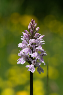 Geflecktes Knabenkraut