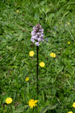 Geflecktes Knabenkraut