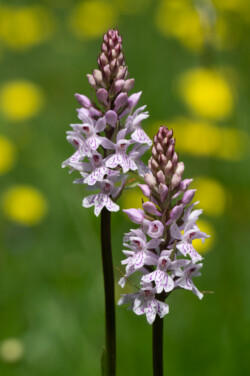 Geflecktes Knabenkraut