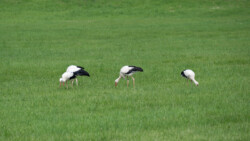 Störche auf Futtersuche