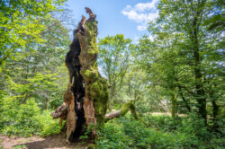 was dieser Baum wohl alles erlebte?