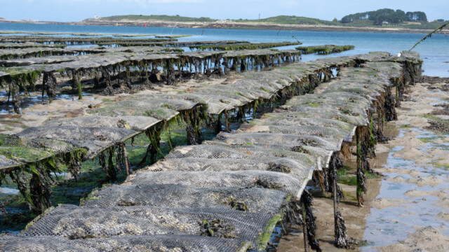 Säcke voller frisch gewendeter Austern