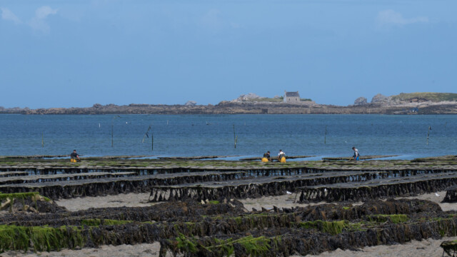 Arbeiter beim Wenden der Austernsäcke