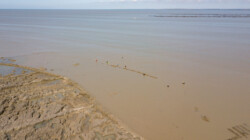 draussen vor der Küste stehen die Muschelsucher