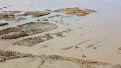 Muschelsucher im seichten Wasser