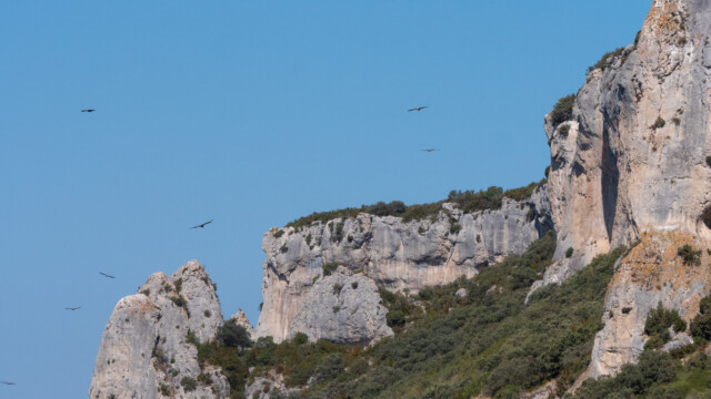 eine ganze Gruppe von Geiern fliegt über uns