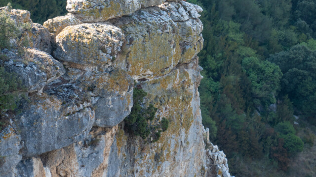 vier Gänsegeier auf einer Felsnase hoch über der Schlucht