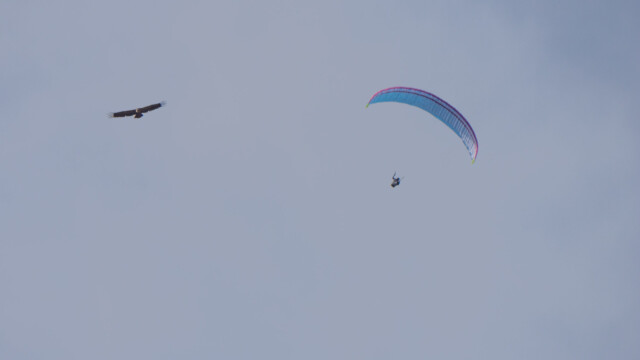 Geier und Gleitschirmflieger