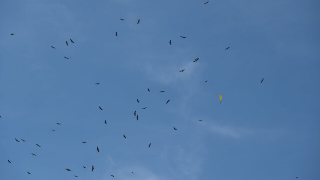 Geier, aufgeschreckt durch Gleitschirmflieger