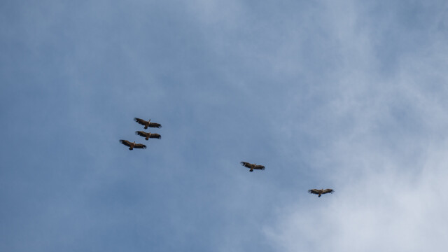 Formationsflug von Gänsegeiern