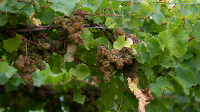 etwas angefaulte Beeren