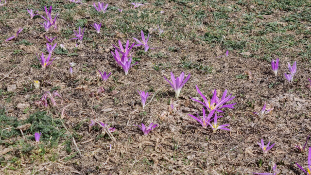 Ansammlung von Herbstzeitlosen