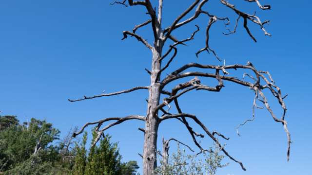 durch Waldbrand abgestorbener Baum