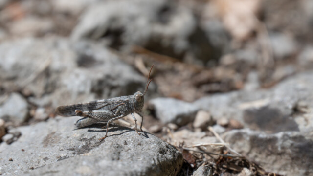 Heuschrecke, im fliegendem Zustand mit blauen Flügeln