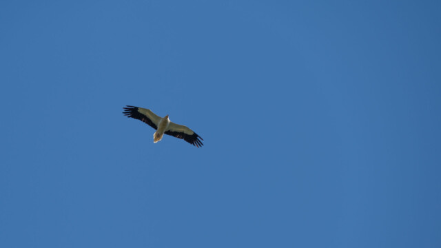 Schmutzgeier, vom Aussterben bedroht