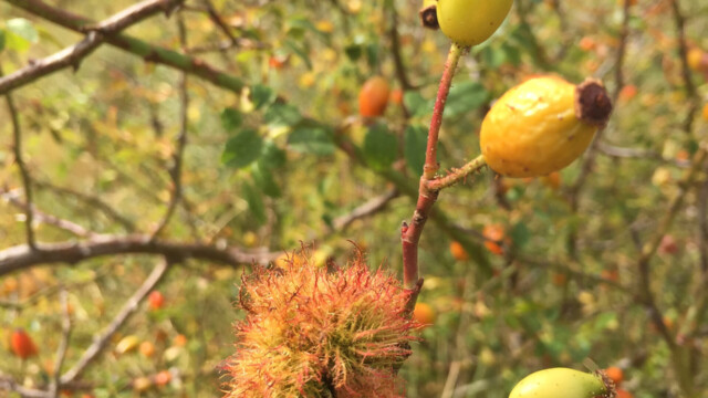 Hagenbuttenstaude mit nicht bekanntem "Knäuel"