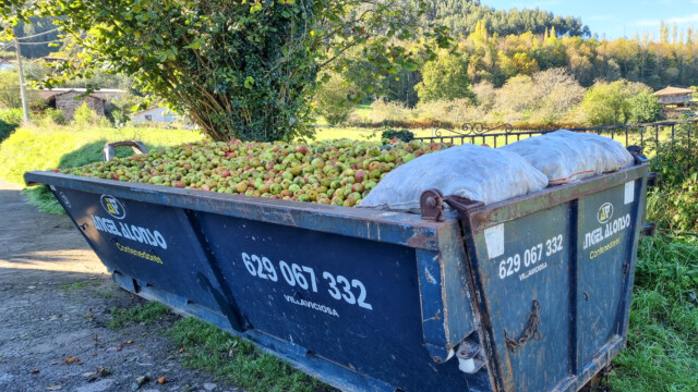 Container voll mit Äpfel