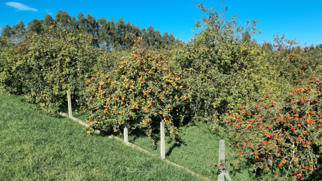 unterschiedliche Sorten