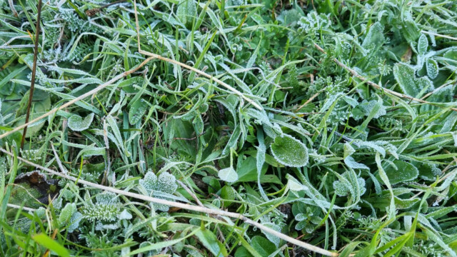 Bodenfrost am Morgen früh