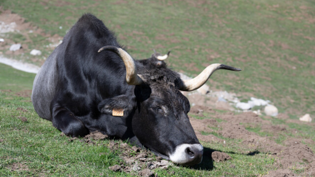 ihr scheint es zu gefallen