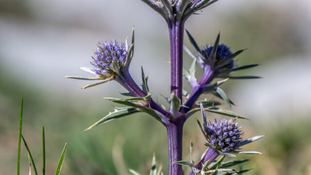 spanische Edeldistel