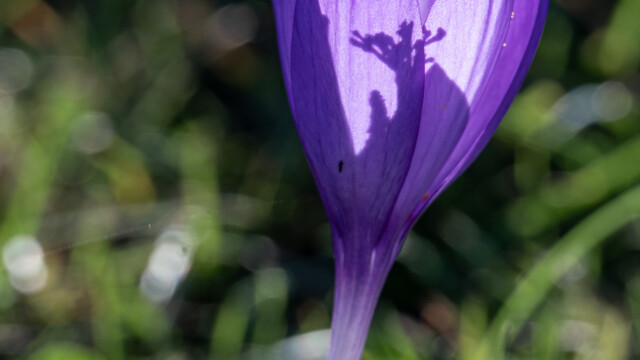auch an der Küste überall präsent: Herbstzeitlose, hier im Gegenlicht