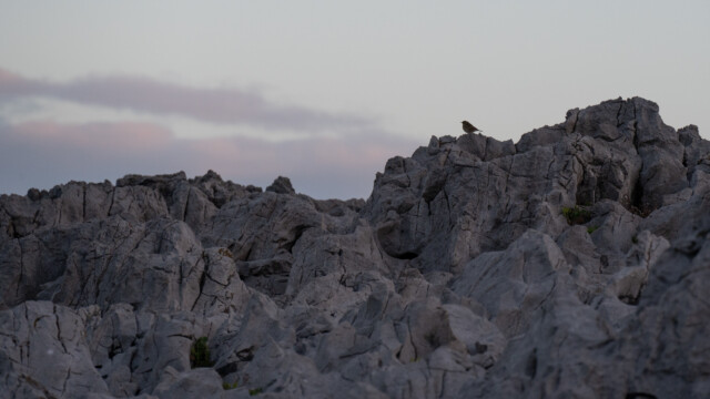 wartet auch auf das erste Licht