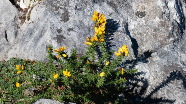 Ginster sahen wir zum ersten Mal im Frühling in Frankreich...