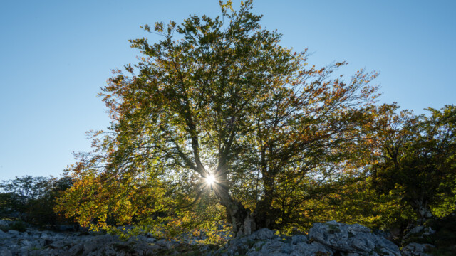 Baum mit Sonnenblick