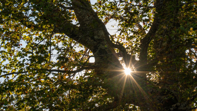 Sonne scheint durch die Astgabel