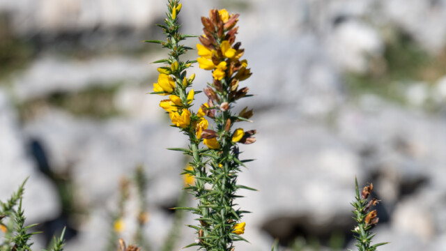 ... und jetzt wohl zum Blumen-Saisonabschluss in Nordspanien
