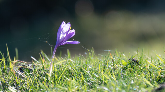 Herbstzeitlose im Gegenlicht