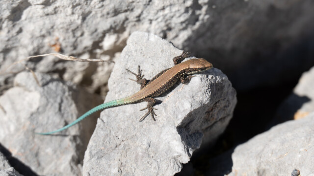 wenn wir uns langsam bewegten, blieben sie still