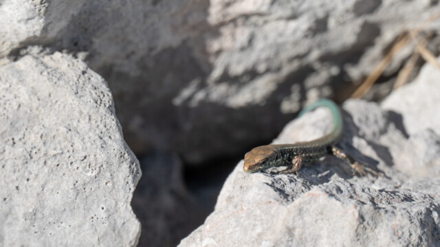 unbekannte Eidechsenart