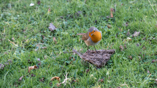 Rotkelchen, ganz unerschrocken