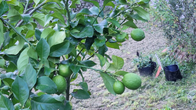 noch grüne Zitronen