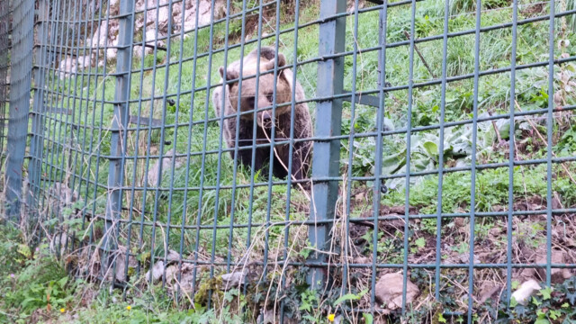 Bär im 40'000m2 grossen Gehege