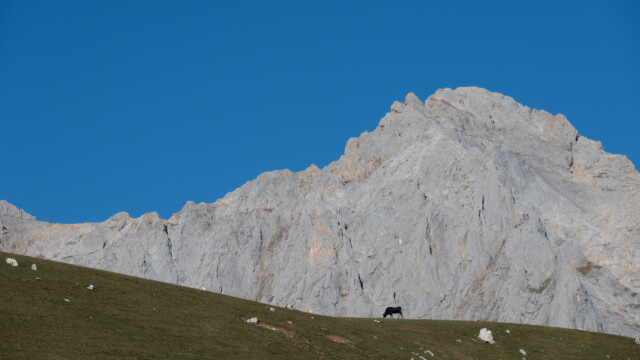 einsame Kuh am Grasen