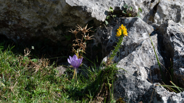 Herbstzeitlose, Ginster und verdorrte Distel