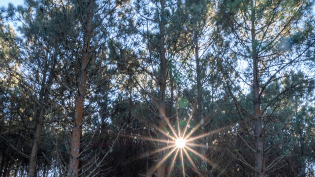 Sonnenstrahlen durch die Bäume