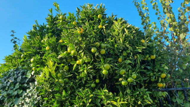 noch ziemlich grüne Mandarinen