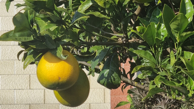 noch nicht ganz reife Orangen