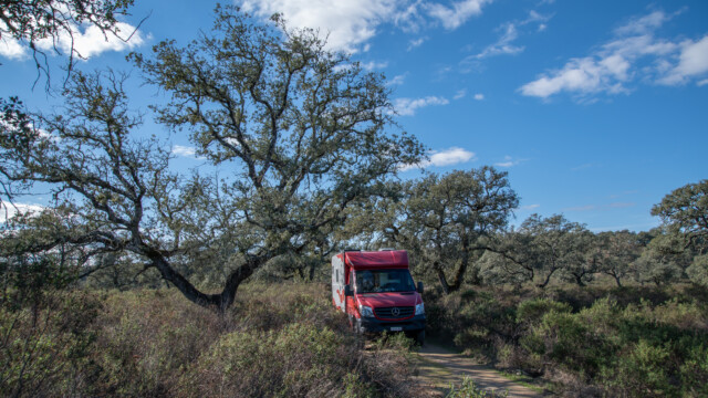 enge Zufahrt durch Eichenbestände, aber Jupi ist ein schmaler