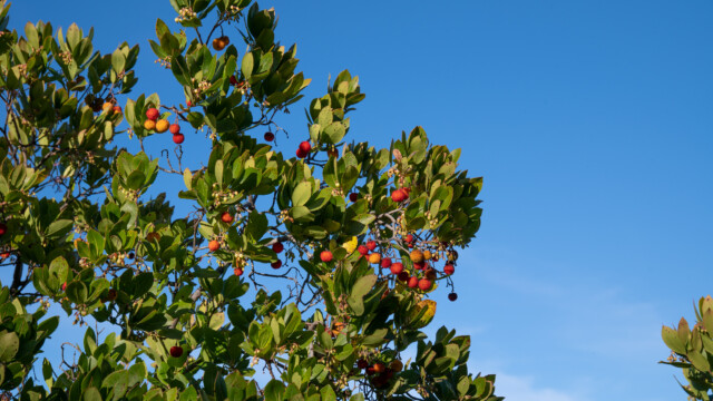 Früchte, sehen tatsächlich wie Erdbeeren aus