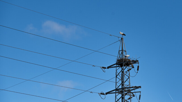Störche auf einem Strommast, wenn das nur gut geht...