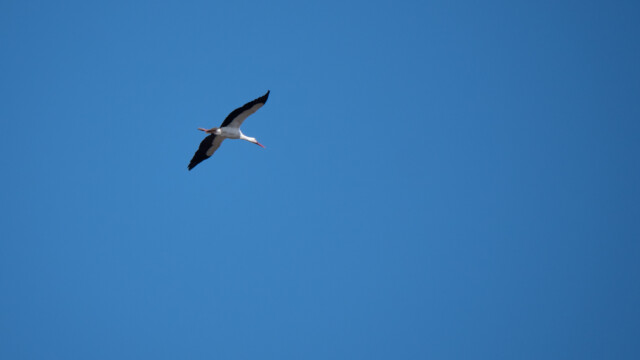Storch im Fluge