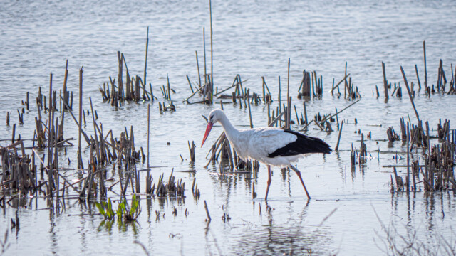 einzelner Storch auf der Pirsch