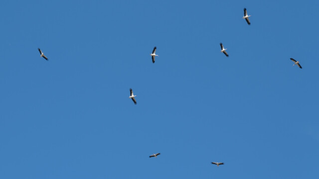 viele Störche in der Luft