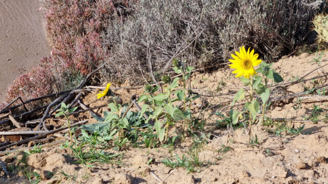sogar blühende Sonnenblumen entdeckten wir
