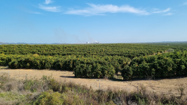 riesige Orangen- und Mandarinliplantagen